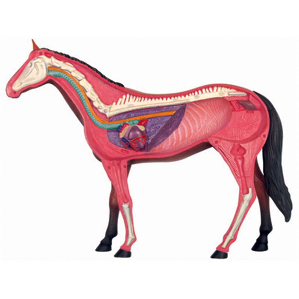 Animal Organ Anatomy Model 4D  - đánh giá và giá Science Toy